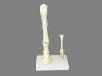 Модель "Скелет конечностей лошади и овцы" (на подставке) - fgospostavki.ru - Рязань