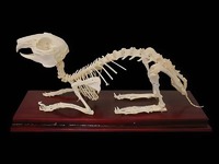 Скелет кролика - fgospostavki.ru - Рязань