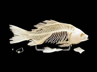 Скелет костистой рыбы - fgospostavki.ru - Рязань