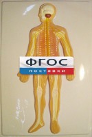 Модель барельефная "Нервная система человека" - fgospostavki.ru - Рязань