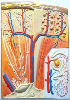 Модель барельефная "Почка" (макро-микростроение) - fgospostavki.ru - Рязань