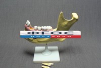 Модель "Челюсть разборная" - fgospostavki.ru - Рязань