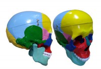 Модель "Череп" (с раскрашенными костями) - fgospostavki.ru - Рязань