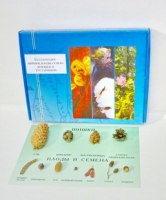 Коллекция "Шишки, плоды, семена деревьев и кустарников" - fgospostavki.ru - Рязань