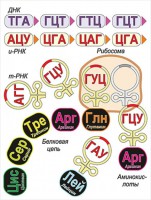 Модель-аппликация Биосинтез белка - fgospostavki.ru - Рязань