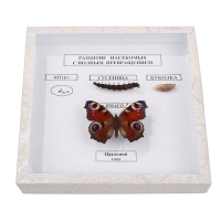 Коллекция энтомологическая "Развитие насекомых с полным превращением" - fgospostavki.ru - Рязань