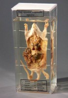 Влажный препарат "Внутреннее строение крысы" - fgospostavki.ru - Рязань