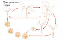 Модель-аппликация Строение и цикл развития гидры - fgospostavki.ru - Рязань