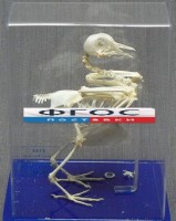 Скелет голубя - fgospostavki.ru - Рязань