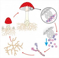 Модель-аппликация Размножение шляпочного гриба - fgospostavki.ru - Рязань