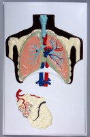 Модель барельефная "Строение легких" - fgospostavki.ru - Рязань