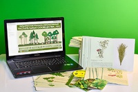 Гербарий натурально-интерактивный "Растительные сообщества. Лес" - fgospostavki.ru - Рязань