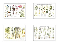 Плакаты ПРОФТЕХ "Систематика растений" (4 пл, винил, 70х100) - fgospostavki.ru - Рязань