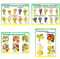 Плакаты ПРОФТЕХ "Ассортимент плодово-ягодных культур" (19 пл, винил, 70х100) - fgospostavki.ru - Рязань