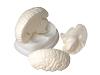 Модель мозга в разрезе - fgospostavki.ru - Рязань