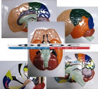 Модель барельефная "Доли, извилины, цитоархитектонические поля головного мозга" (5 планшетов) - fgospostavki.ru - Рязань