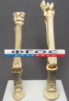 Скелет конечности лошади (передняя и задняя) на подставке - fgospostavki.ru - Рязань