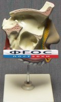 Модель "Разрез носоглотки" - fgospostavki.ru - Рязань