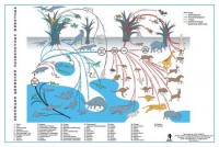 Комплект таблиц "Эволюция движений позвоночных животных" - fgospostavki.ru - Рязань