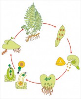 Модель-аппликация Размножение папоротника - fgospostavki.ru - Рязань