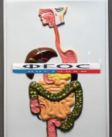 Модель барельефная "Пищеварительный тракт" - fgospostavki.ru - Рязань