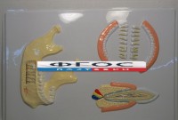 Модель барельефная "Челюсть человека" - fgospostavki.ru - Рязань