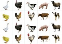 Комплект карточек "Запоминай, играй, считай" - Домашние животные - fgospostavki.ru - Рязань