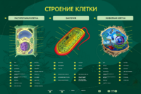 Электрифицированный стенд "Строение клетки" с маркерными полями - fgospostavki.ru - Рязань