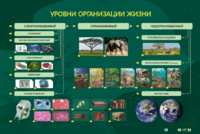 Электрифицированный стенд "Уровни организации жизни" - fgospostavki.ru - Рязань