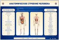 Электрифицированный стенд-тренажер c макетом скелета "Анатомическое строение человека" - fgospostavki.ru - Рязань