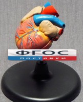 Модель "Сердце" (лабораторная) - fgospostavki.ru - Рязань