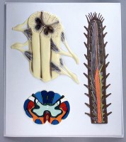 Модель барельефная "Строение спинного мозга" - fgospostavki.ru - Рязань