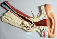 Модель барельефная "Ухо человека" (часть 1) - fgospostavki.ru - Рязань