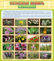 Стенд "Красная книга - растения" - fgospostavki.ru - Рязань
