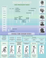 Стенд "Эволюция человека" Вариант 1 - fgospostavki.ru - Рязань
