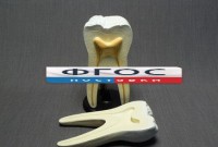 Модель "Строение зуба" - fgospostavki.ru - Рязань