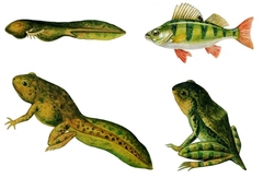 Модель-аппликация Цикл развития костной рыбы и лягушки - fgospostavki.ru - Рязань