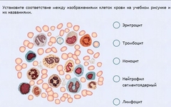 Интерактивные курсы. Биология 11 класс. Расширенный. - fgospostavki.ru - Рязань