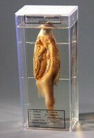 Влажный препарат "Внутреннее строение рыбы" - fgospostavki.ru - Рязань