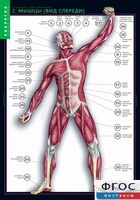 Комплект таблиц. Биология. Строение тела человека. - fgospostavki.ru - Рязань