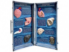 Учебно-демонстрационный кейс "Последствия употребления алкоголя и наркотиков" - fgospostavki.ru - Рязань