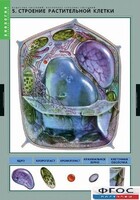 Комплект таблиц. Биология. Вещества растений. Клеточное строение. - fgospostavki.ru - Рязань