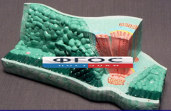 Модель "Структура листа" - fgospostavki.ru - Рязань