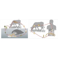 Модель-аппликация Цикл развития бычьего цепня и печеночного сосальщика - fgospostavki.ru - Рязань