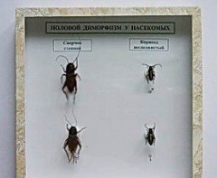 Коллекция энтомологическая "Половой диморфизм" - fgospostavki.ru - Рязань