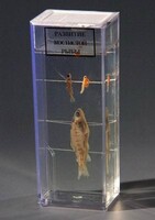 Влажный препарат "Развитие костистой рыбы" - fgospostavki.ru - Рязань