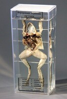 Влажный препарат "Внутреннее строение лягушки" - fgospostavki.ru - Рязань