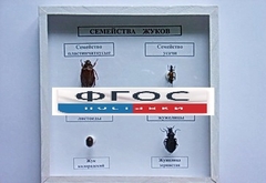 Коллекция "Семейство жуков" - fgospostavki.ru - Рязань