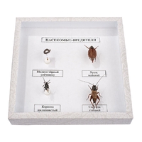 Коллекция энтомологическая "Насекомые вредители" - fgospostavki.ru - Рязань