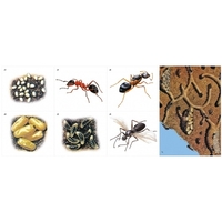 Модель-аппликация Муравьи. Устройство муравейника - fgospostavki.ru - Рязань